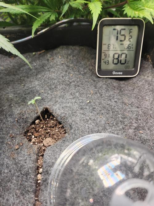 Mep Forum Stomper x GWK Freebie. Week 0 - 1