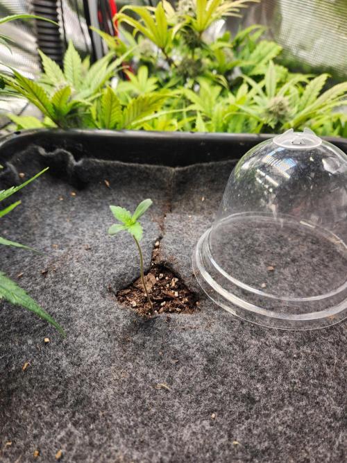 Mep Forum Stomper x GWK Freebie. Week 0 - 3