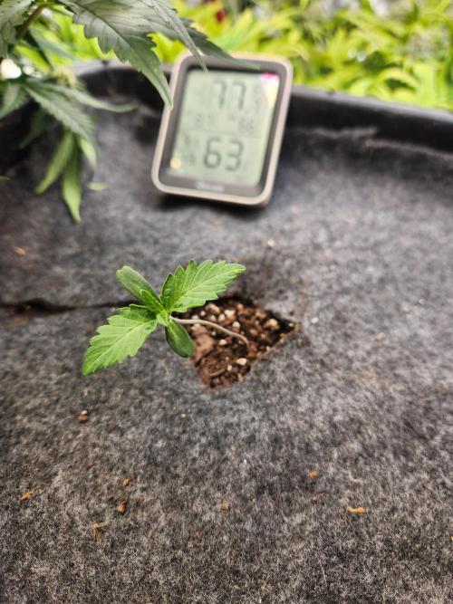 Mep Forum Stomper x GWK Freebie. Week 0 - 5