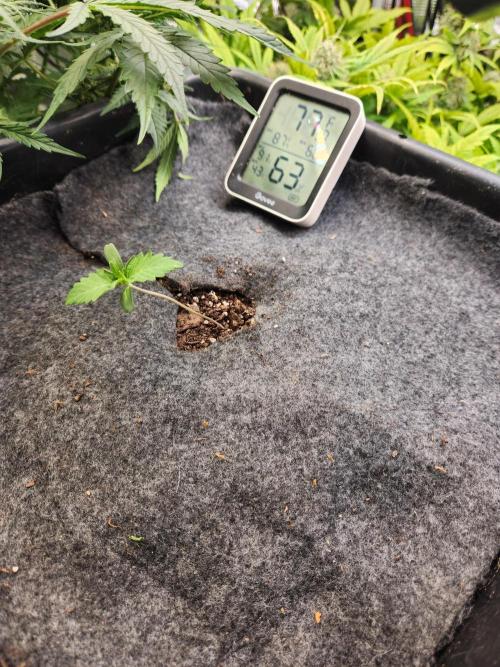 Mep Forum Stomper x GWK Freebie. Week 0 - 5