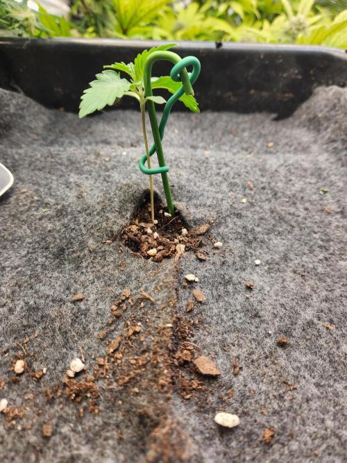 Mep Forum Stomper x GWK Freebie. Week 0 - 7