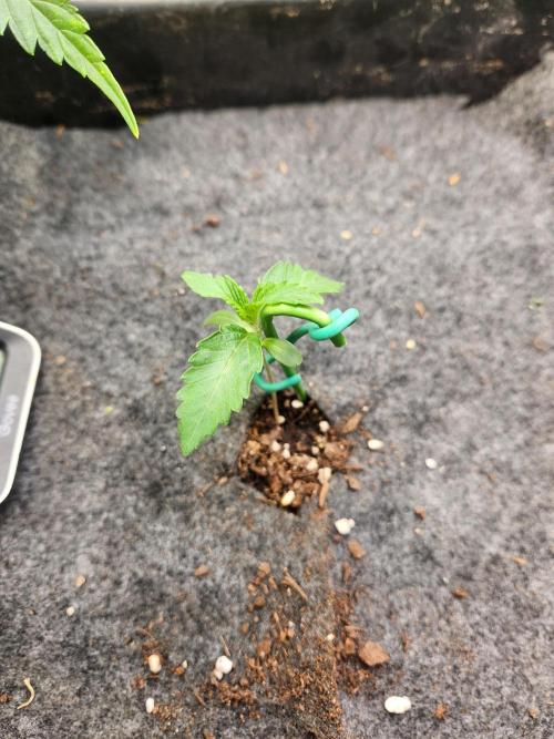 Mep Forum Stomper x GWK Freebie. Week 0 - 7