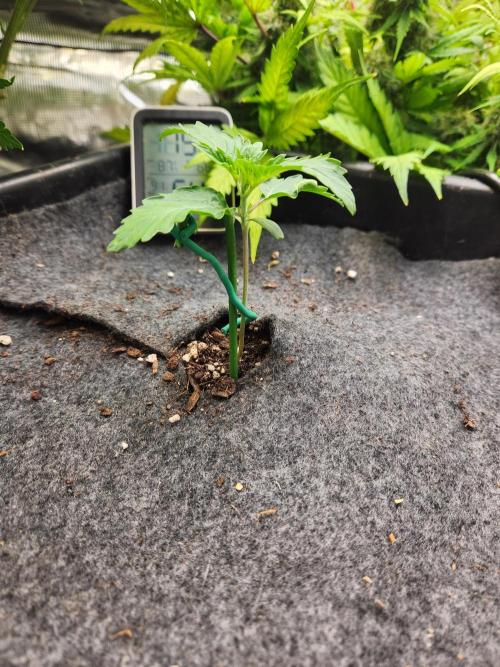 Mep Forum Stomper x GWK Freebie. Week 2 - 9