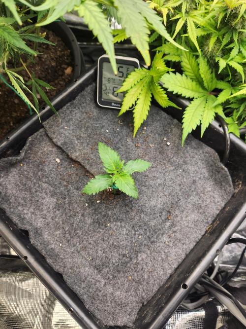 Mep Forum Stomper x GWK Freebie. Week 2 - 9