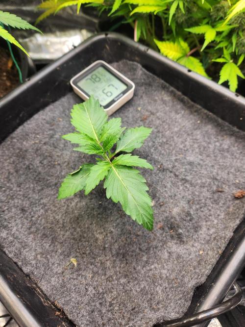 Mep Forum Stomper x GWK Freebie. Week 2 - 11