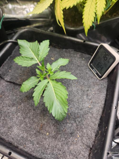 Mep Forum Stomper x GWK Freebie. Week 2 - 13