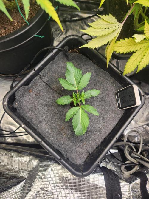 Mep Forum Stomper x GWK Freebie. Week 2 - 13