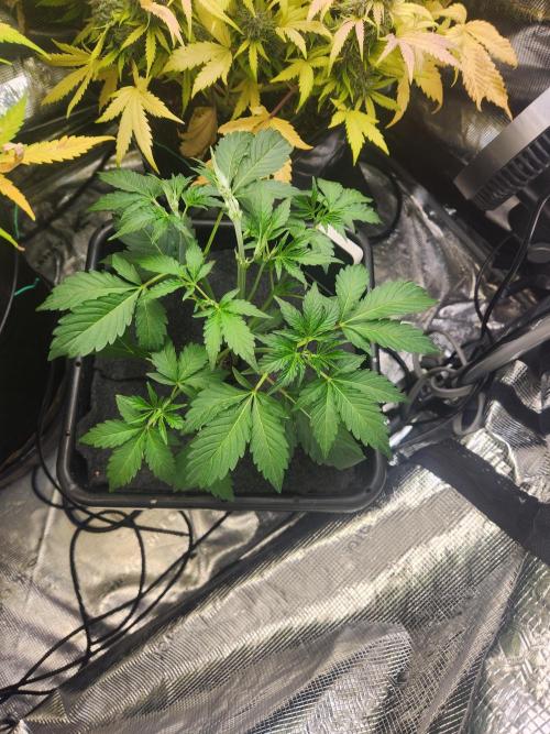 Mep Forum Stomper x GWK Freebie. Week 4 - 21