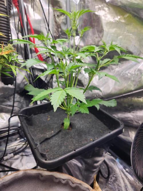 Mep Forum Stomper x GWK Freebie. Week 4 - 23