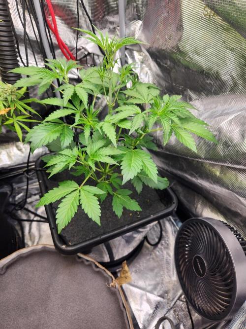 Mep Forum Stomper x GWK Freebie. Week 4 - 23