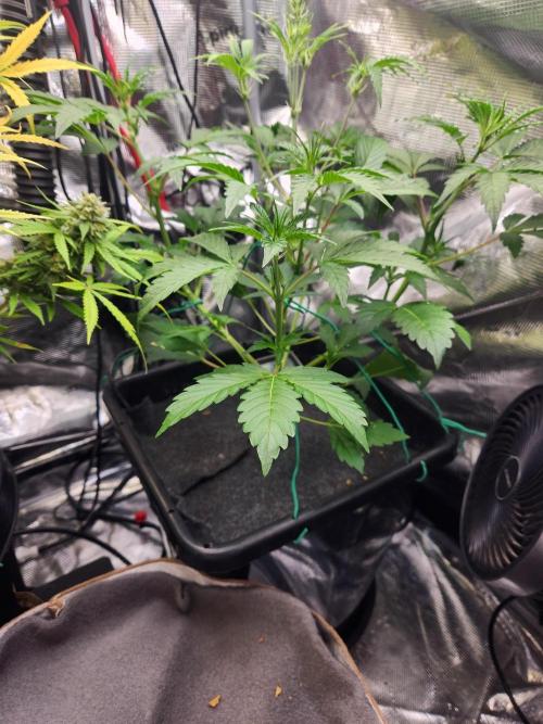 Mep Forum Stomper x GWK Freebie. Week 4 - 25