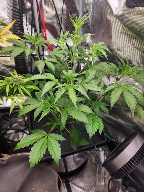 Mep Forum Stomper x GWK Freebie. Week 4 - 25