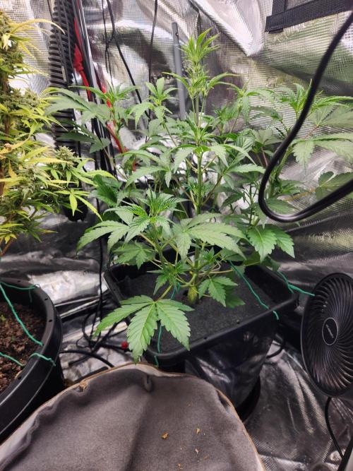 Mep Forum Stomper x GWK Freebie. Week 4 - 27