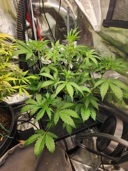 Mep Forum Stomper x GWK Freebie. Week 4 - 27