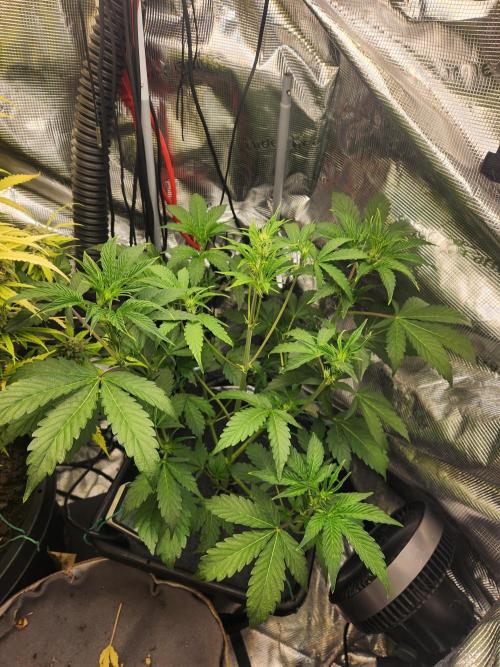 Mep Forum Stomper x GWK Freebie. Week 5 - 28