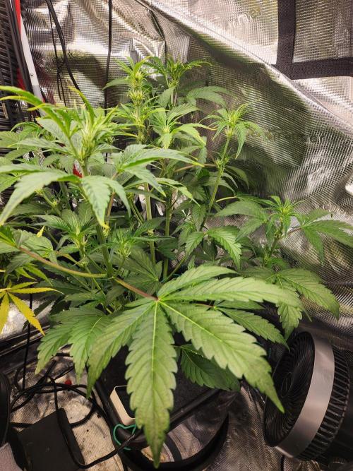 Mep Forum Stomper x GWK Freebie. Week 5 - 30