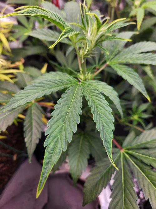 Mep Forum Stomper x GWK Freebie. Week 5 - 30