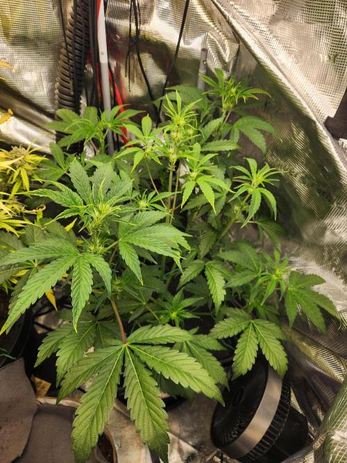 Mep Forum Stomper x GWK Freebie. Week 5 - 30