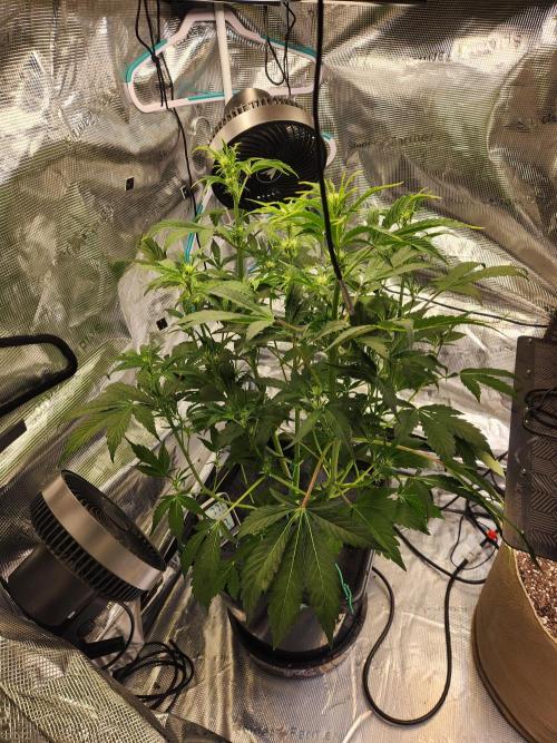 Mep Forum Stomper x GWK Freebie. Week 5 - 32