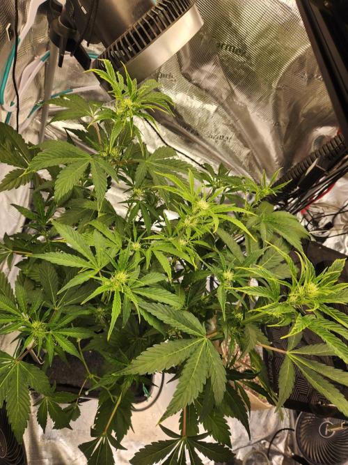 Mep Forum Stomper x GWK Freebie. Week 5 - 32