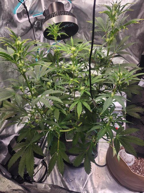 Mep Forum Stomper x GWK Freebie. Week 5 - 34