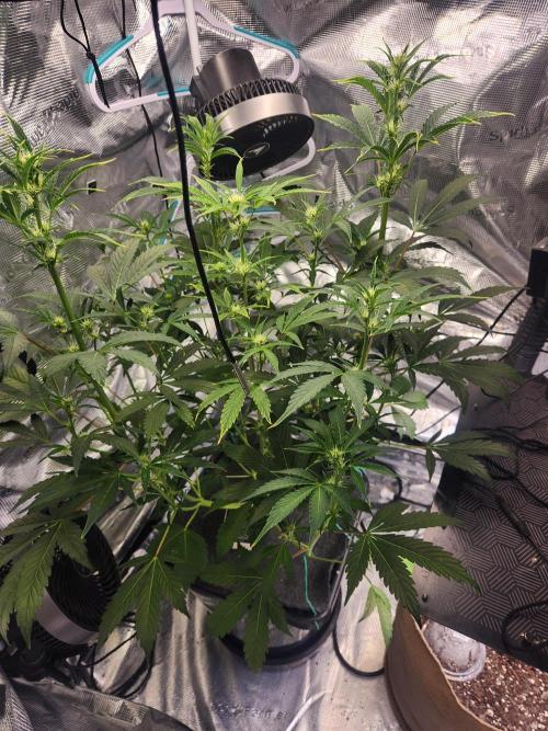 Mep Forum Stomper x GWK Freebie. Week 5 - 34