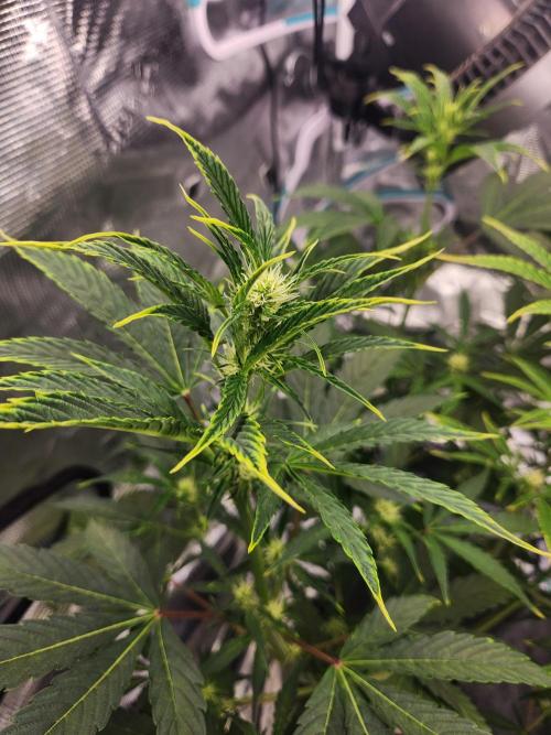 Mep Forum Stomper x GWK Freebie. Week 5 - 34