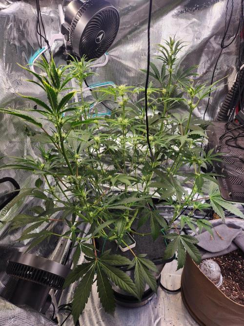 Mep Forum Stomper x GWK Freebie. Week 6 - 35