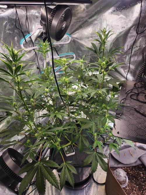 Mep Forum Stomper x GWK Freebie. Week 6 - 35