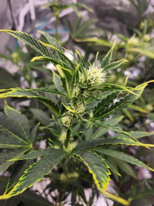 Mep Forum Stomper x GWK Freebie. Week 6 - 35