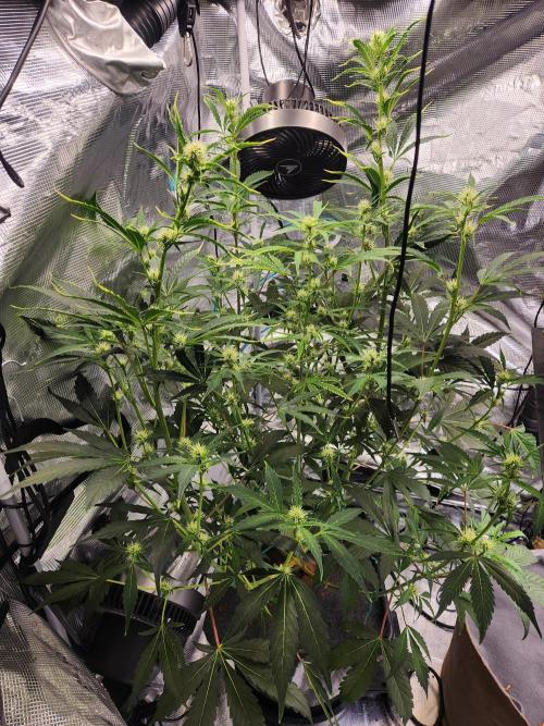 Mep Forum Stomper x GWK Freebie. Week 6 - 38