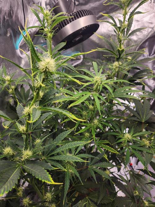 Mep Forum Stomper x GWK Freebie. Week 6 - 38