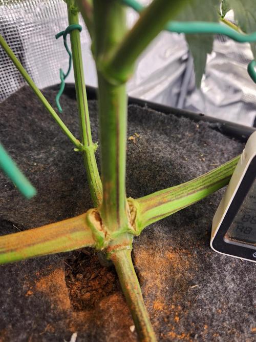 Mep Forum Stomper x GWK Freebie. Week 6 - 38