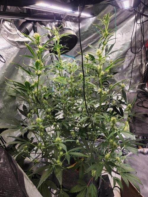 Mep Forum Stomper x GWK Freebie. Week 6 - 40