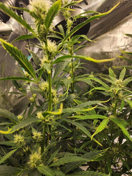 Mep Forum Stomper x GWK Freebie. Week 6 - 40