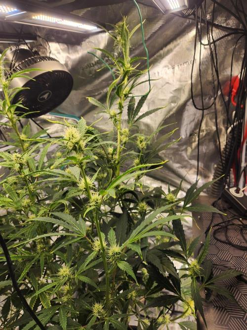 Mep Forum Stomper x GWK Freebie. Week 6 - 40