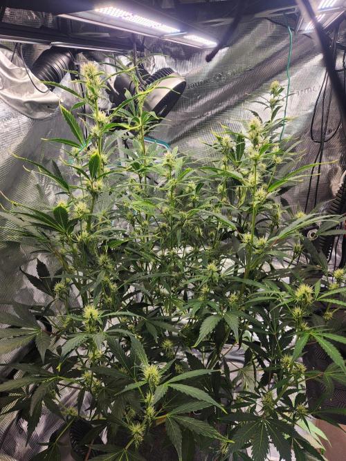 Mep Forum Stomper x GWK Freebie. Week 6 - 41