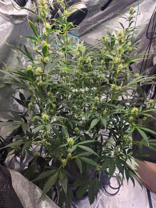 Mep Forum Stomper x GWK Freebie. Week 6 - 41