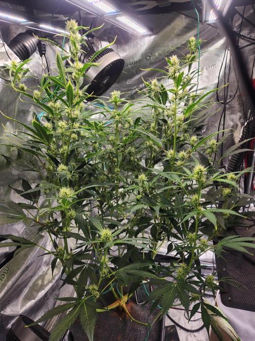 Mep Forum Stomper x GWK Freebie. Week 7 - 42