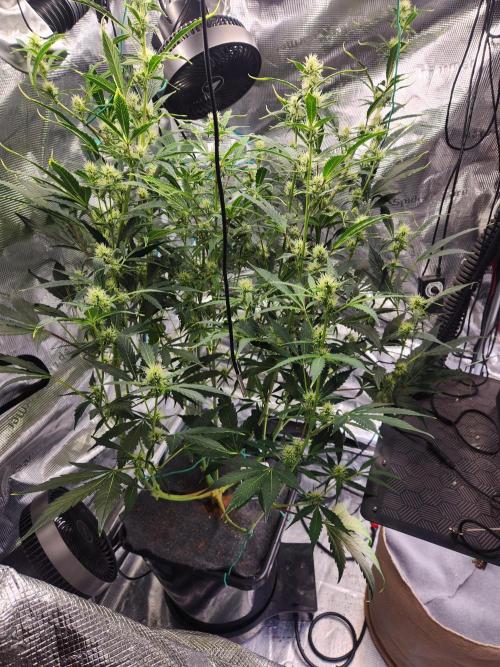 Mep Forum Stomper x GWK Freebie. Week 7 - 42