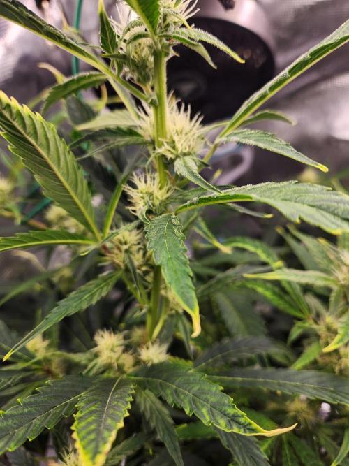 Mep Forum Stomper x GWK Freebie. Week 7 - 44