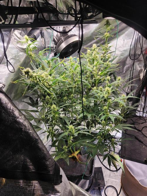 Mep Forum Stomper x GWK Freebie. Week 7 - 44