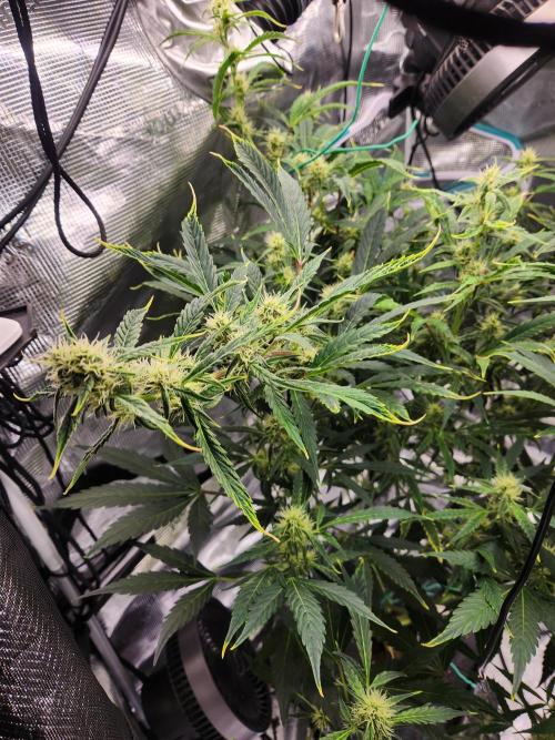 Mep Forum Stomper x GWK Freebie. Week 7 - 46