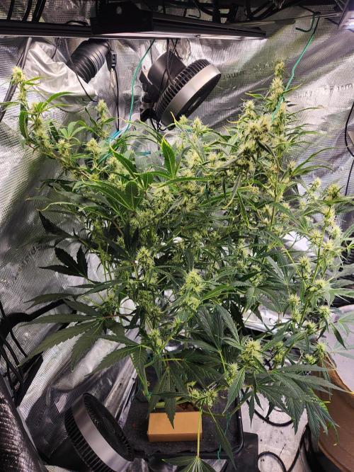 Mep Forum Stomper x GWK Freebie. Week 7 - 46