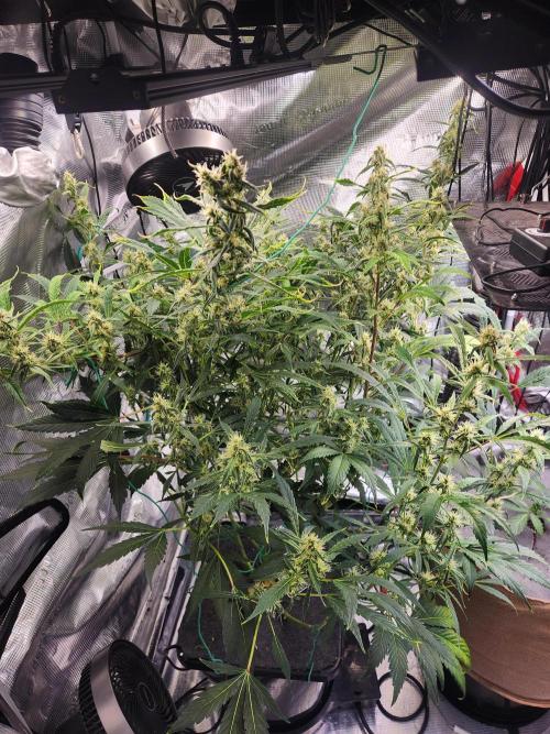 Mep Forum Stomper x GWK Freebie. Week 7 - 48