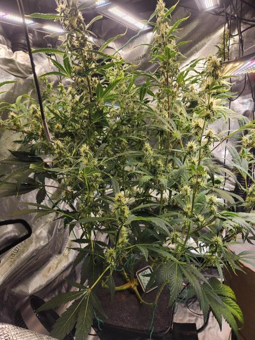 Mep Forum Stomper x GWK Freebie. Week 7 - 48