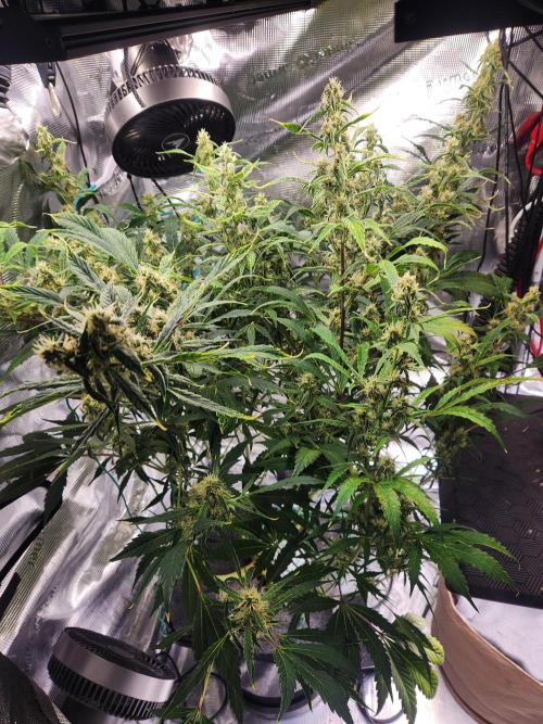 Mep Forum Stomper x GWK Freebie. Week 8 - 49