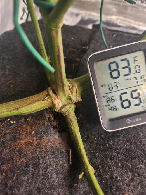 Mep Forum Stomper x GWK Freebie. Week 8 - 49