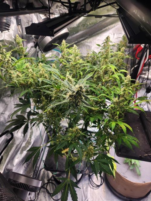 Mep Forum Stomper x GWK Freebie. Week 8 - 51