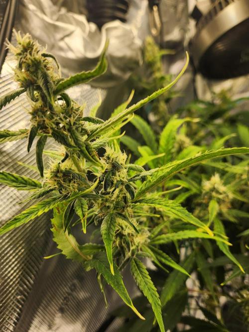 Mep Forum Stomper x GWK Freebie. Week 8 - 51